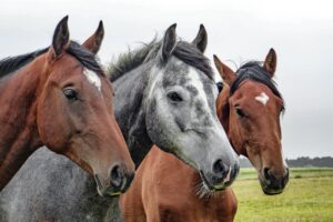 pasture-horse-mammal-stallion-mane-bridle-617391-pxhere.com_.jpg